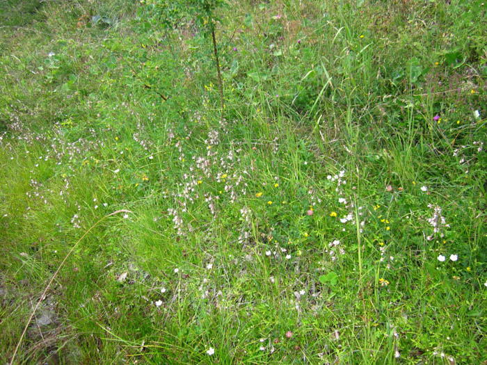 Epipactis palustris (L.) Crantz